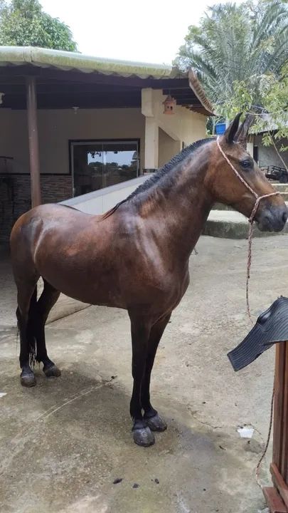 Égua Mangalarga  - Foto 5