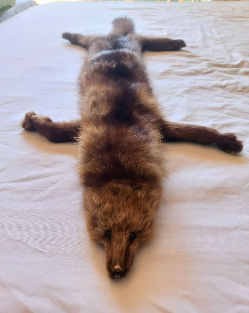 Estola de pele legitima 