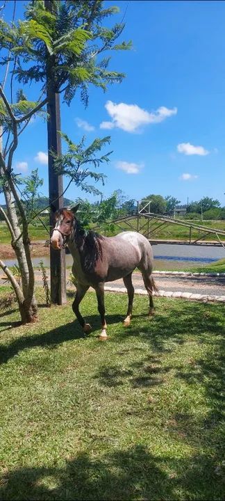 Égua quarto de milha bem alta - Foto 3