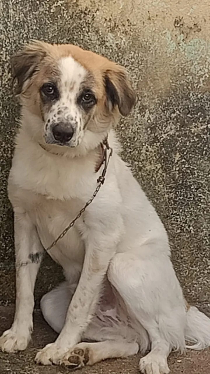 Cãozinho Golden Retruiver mestiço com Bolden Coren 6 meses de idade
