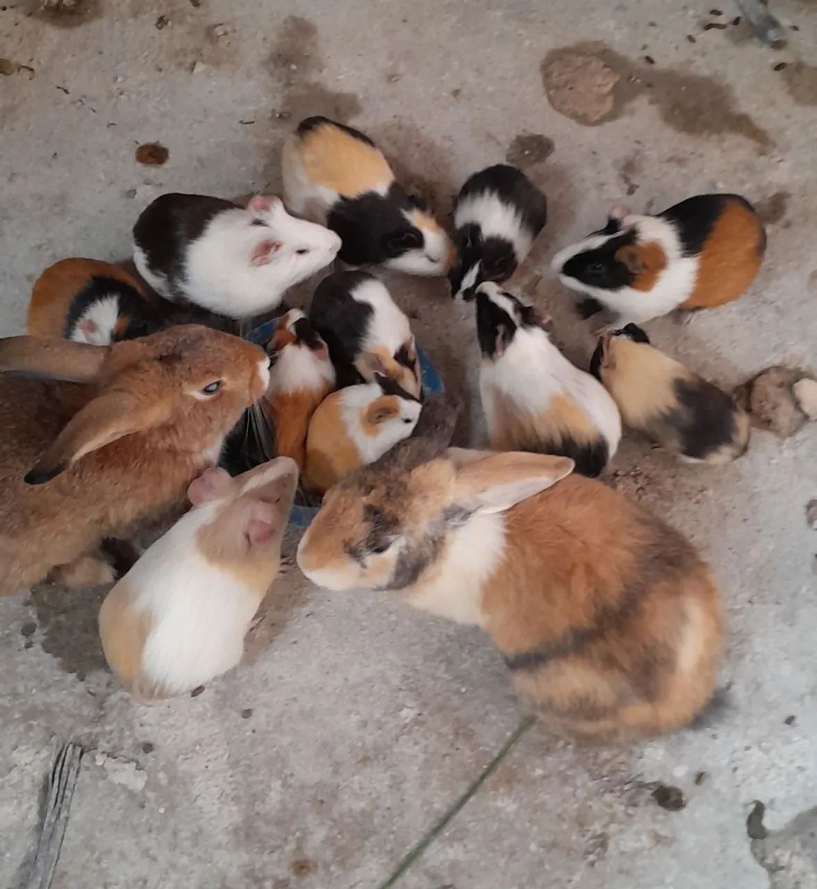 Vendo porquinho da india 