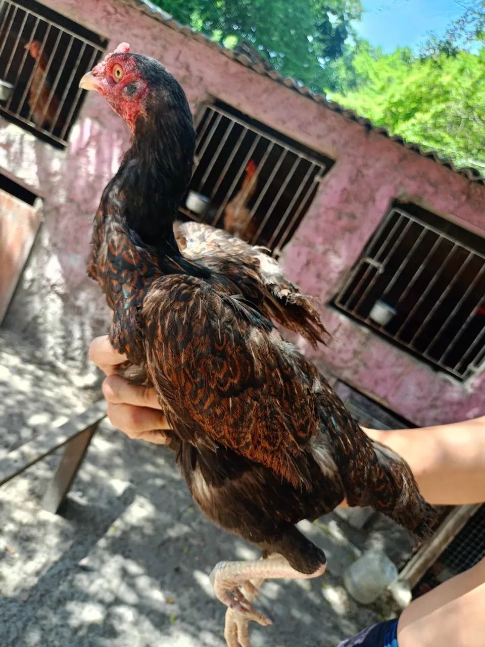Vendo essas três galinhas64584445839235122