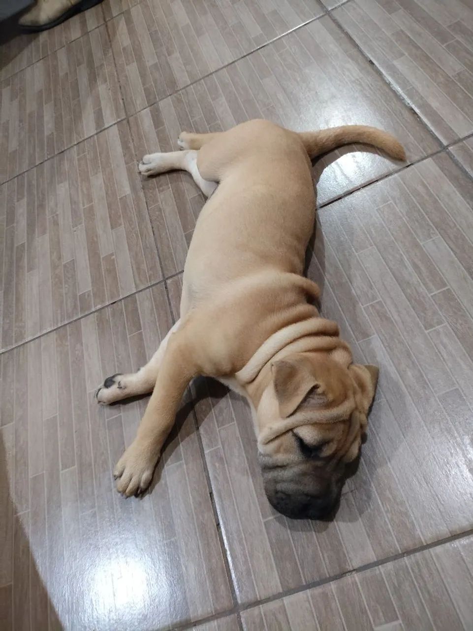 Filhote Shar Pei - Foto 4