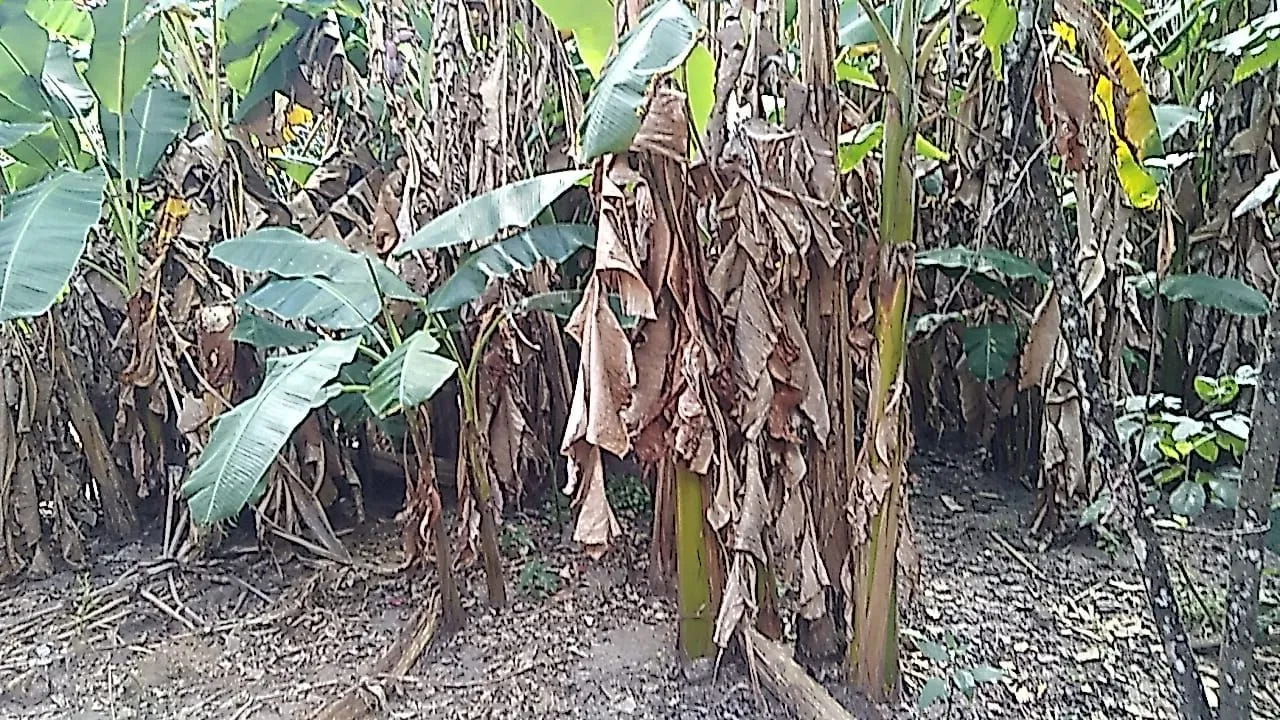PROPRIEDADE EM SÃO MATEUS