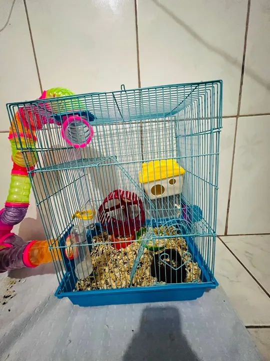 Hamster sírio  - Foto 4