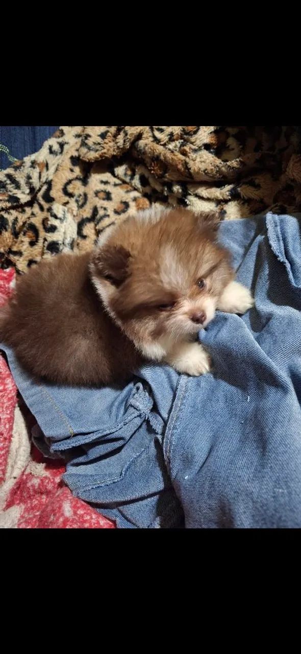 Filhote de Spitz Alemão macho e fêmea  - Foto 3