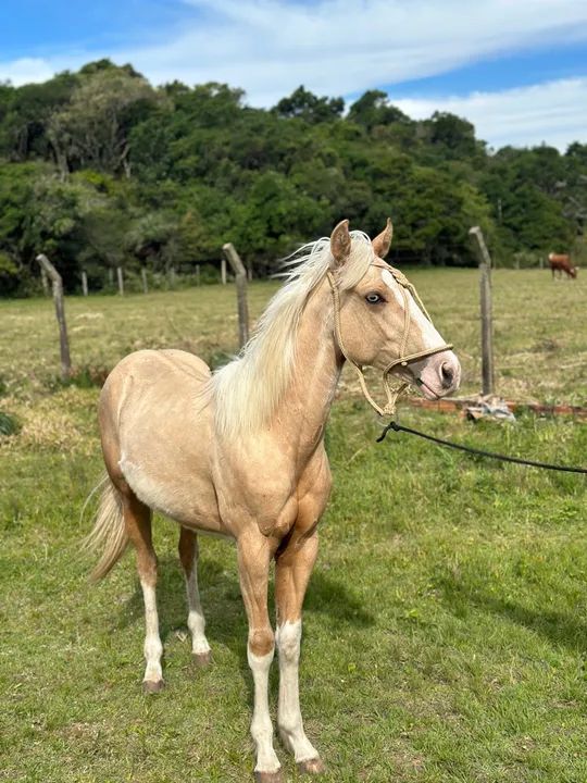 Potro Quarto de milha  - Foto 2