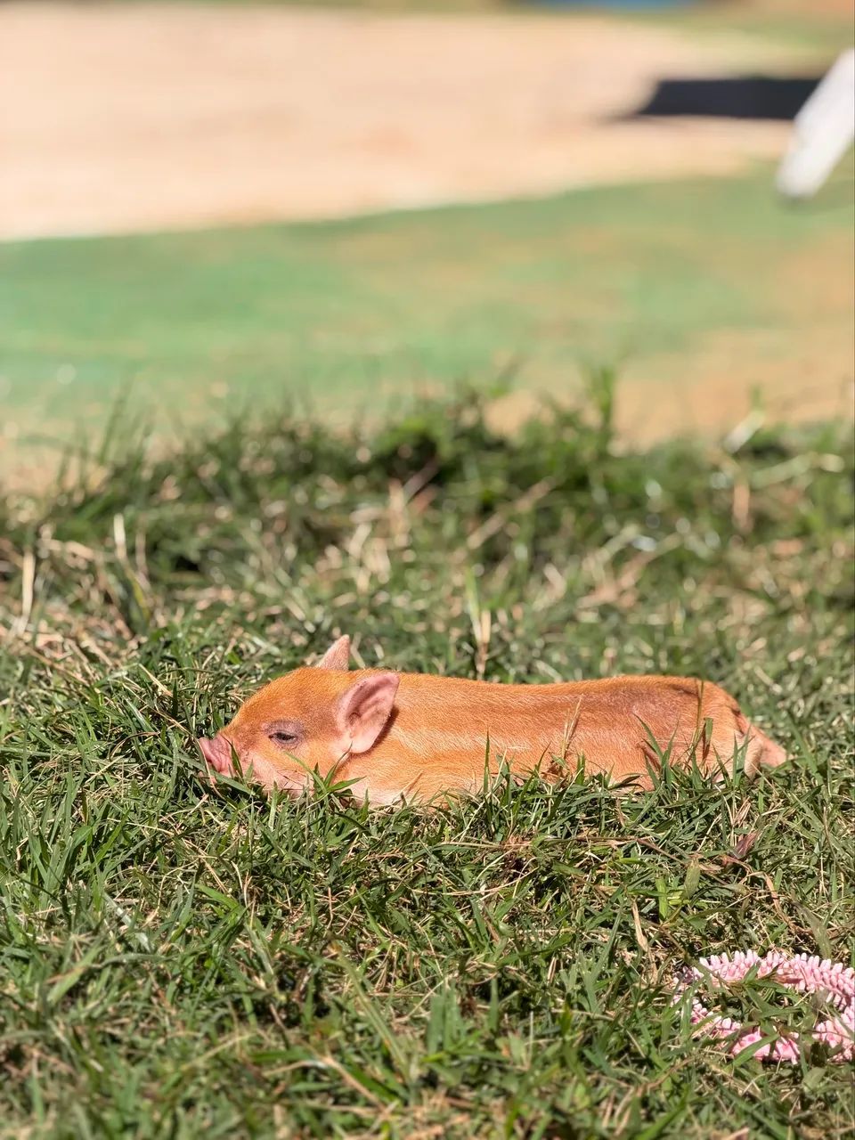 Mini pig  - Foto 3