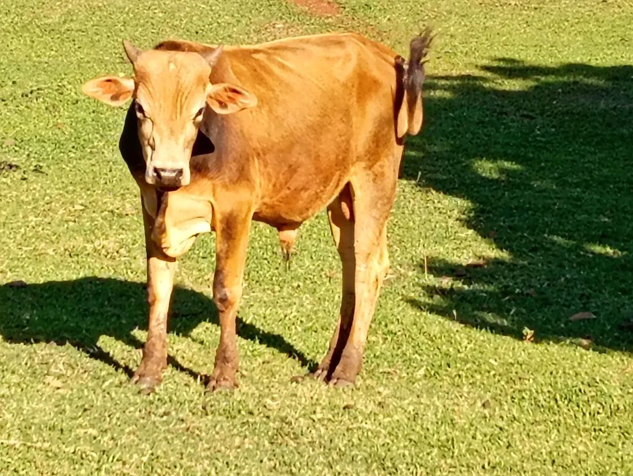 Vendo: Garrote macho, 1 ano e 5 meses. - Foto 4