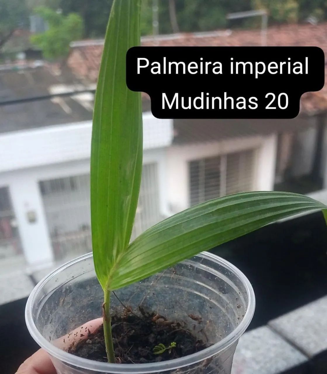 Plantas 
