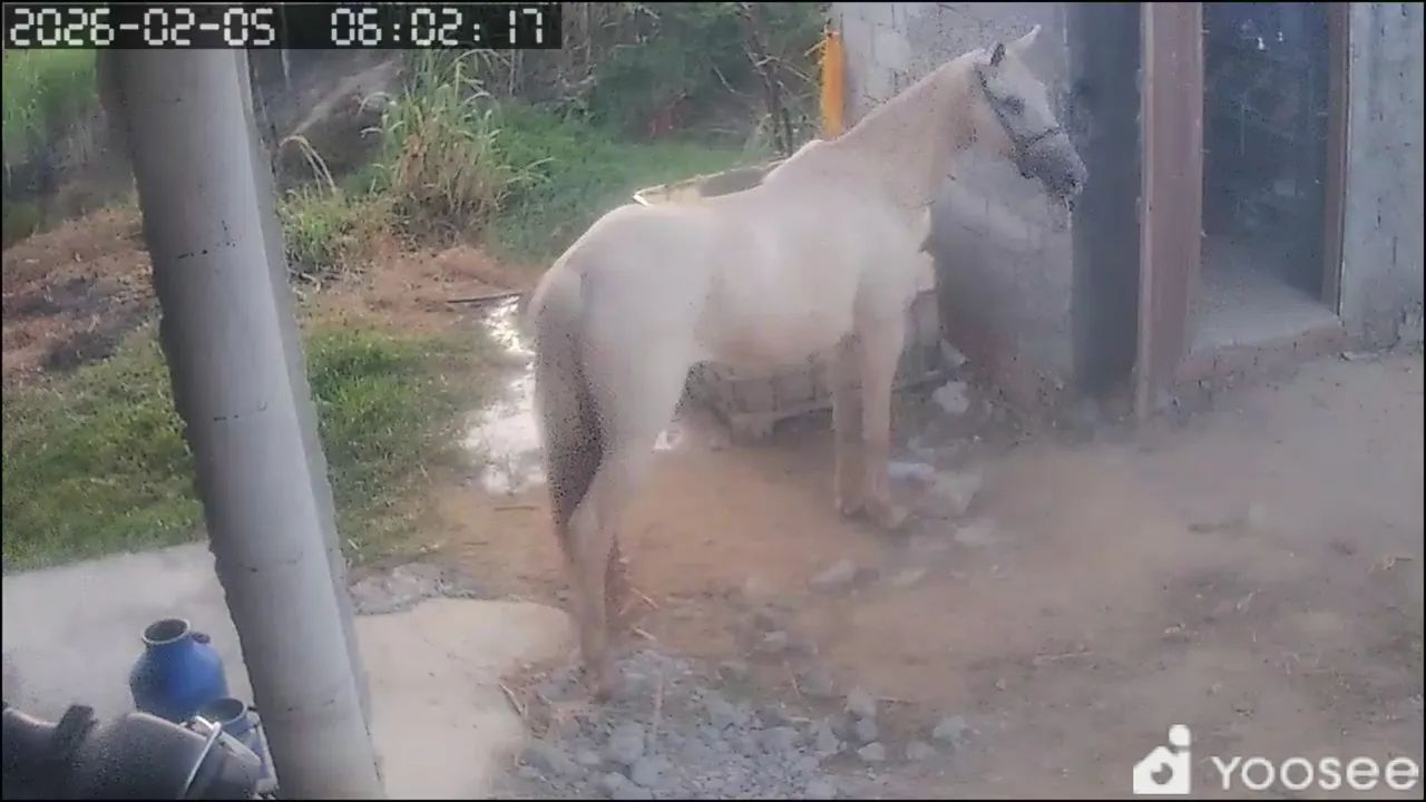 Égua mangalarga macha picada  - Foto 5