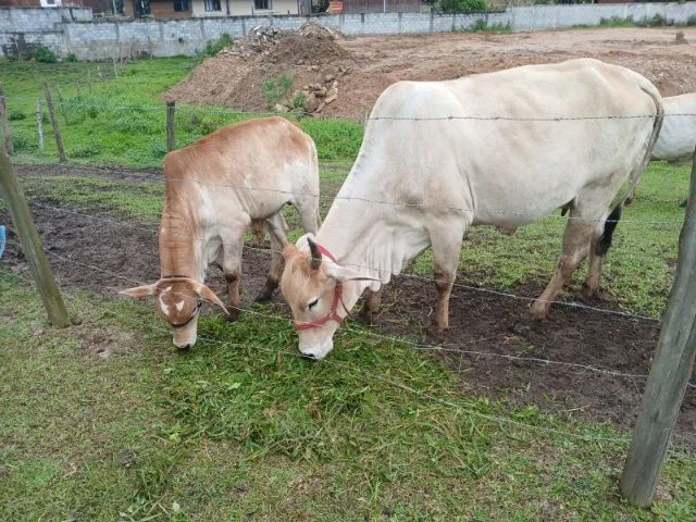 BOI NELORI COM CRIA - Foto 3