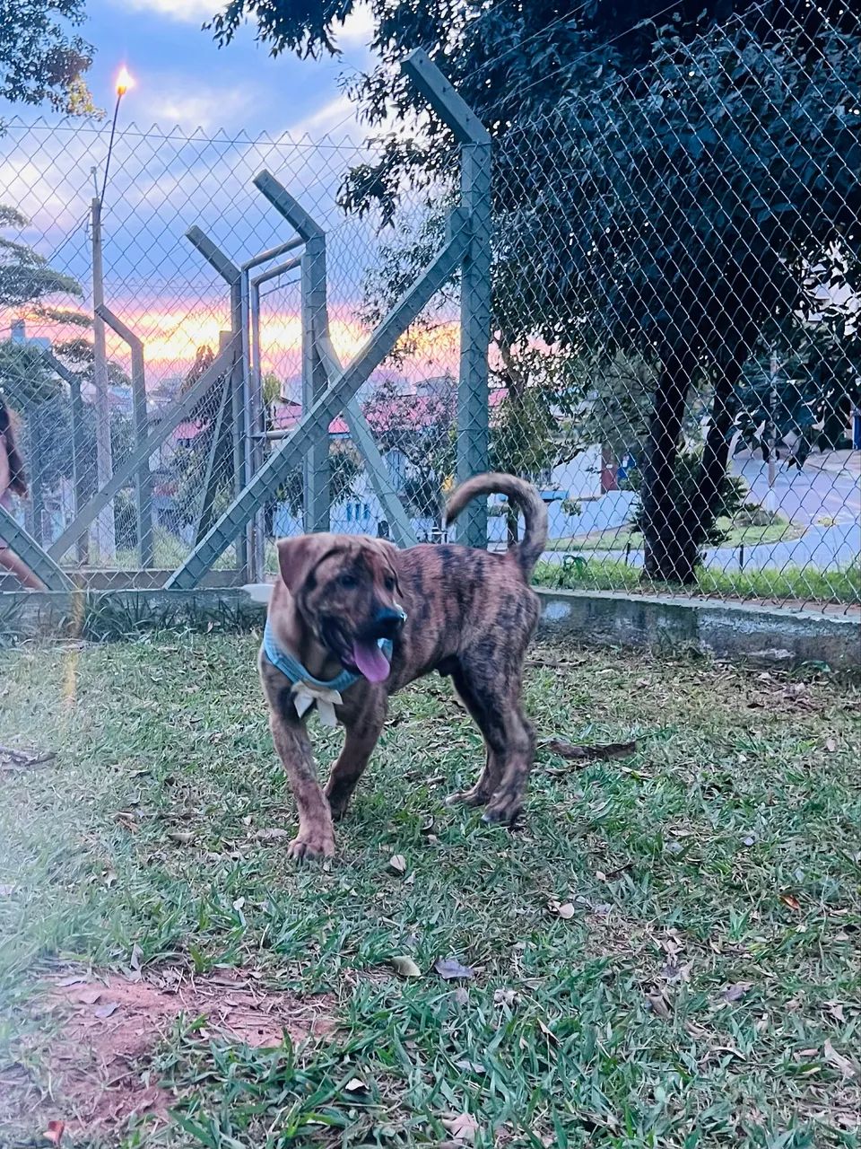 Pra dosção  - Foto 3