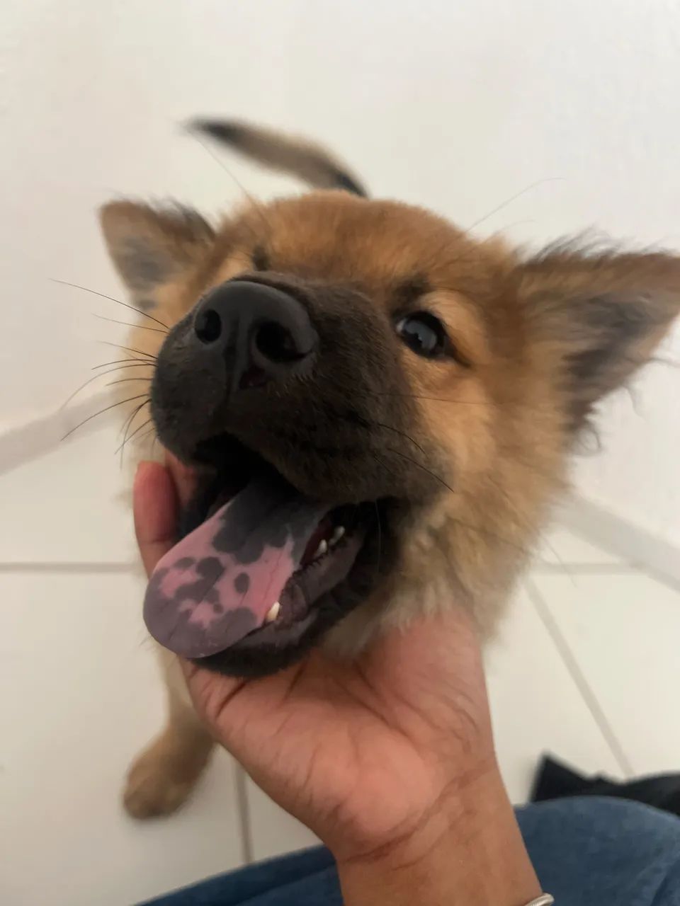 Chow Chow - Foto 2