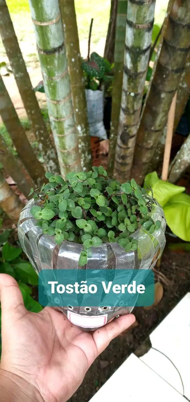 6 PLANTAS POR 40,00  - Foto 6