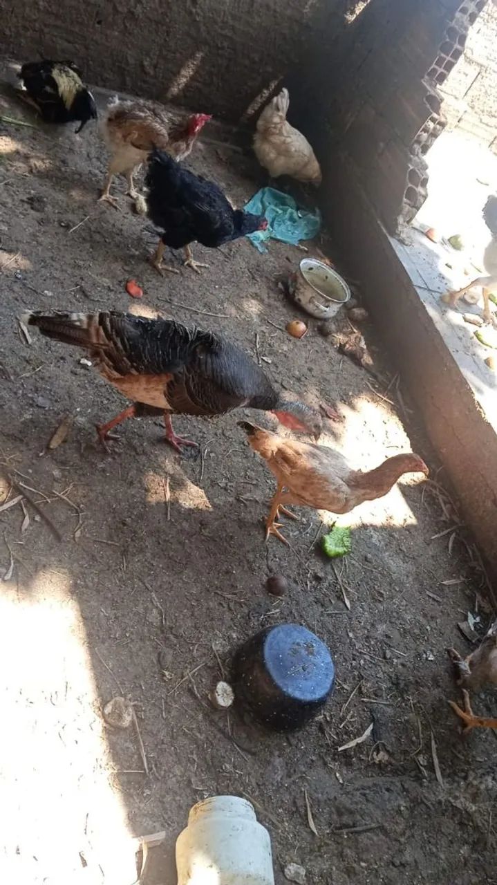 Casal de perú 