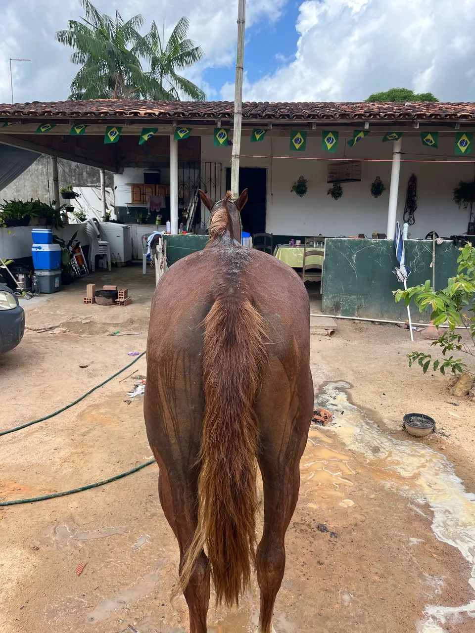Égua pra vender  - Foto 4