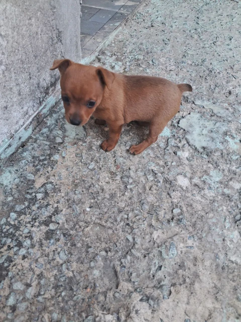 Venda de pinscher  - Foto 3