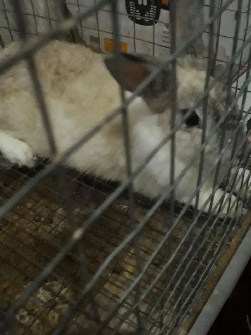 Vendo Coelha fêmea  - Foto 4