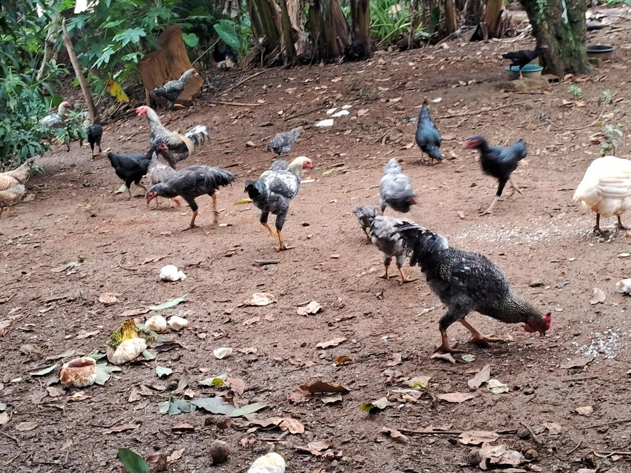 Aves - Foto 4