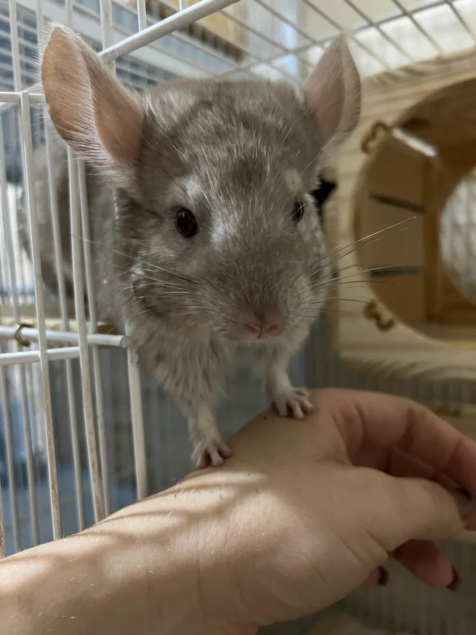 Chinchila Fêmea Heterobege 3 meses 