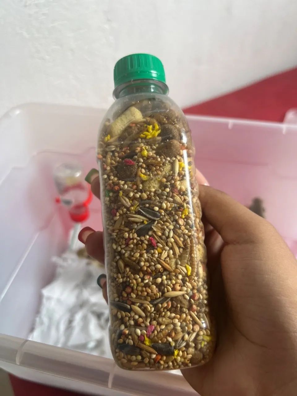 Promoção 2 Gerbil + mix de semente  - Foto 2