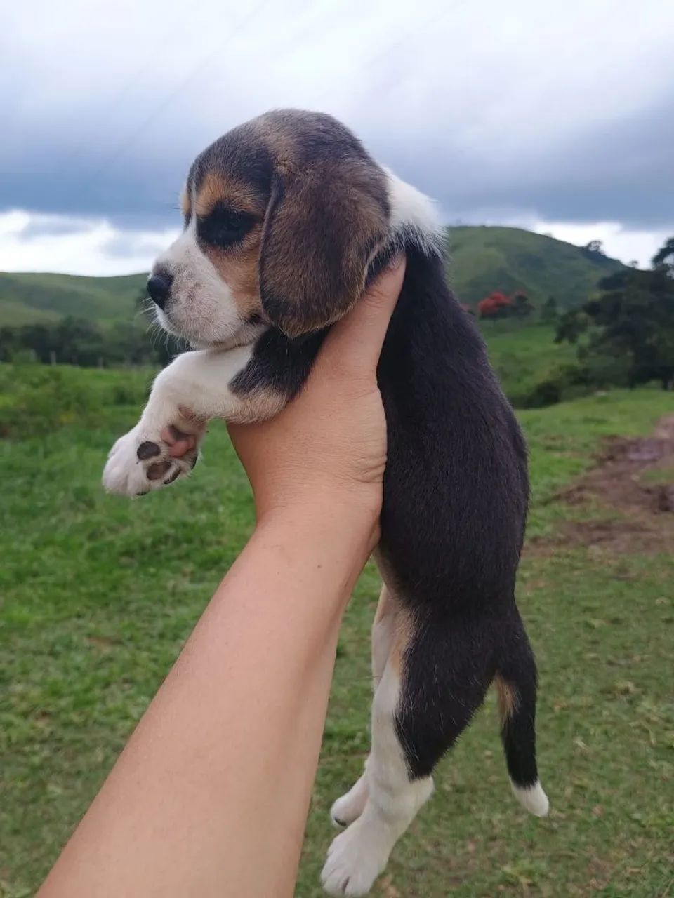 Filhotes Beagle Disponíveis - Foto 4