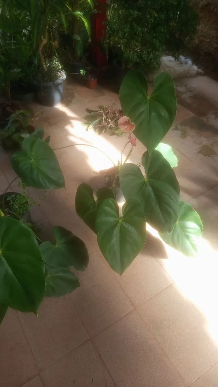 Anthurium andreanum pink - Foto 3
