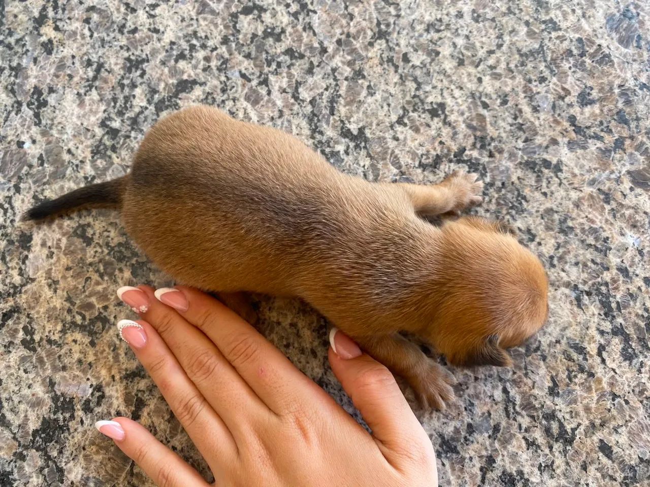 Pinscher  - Foto 5