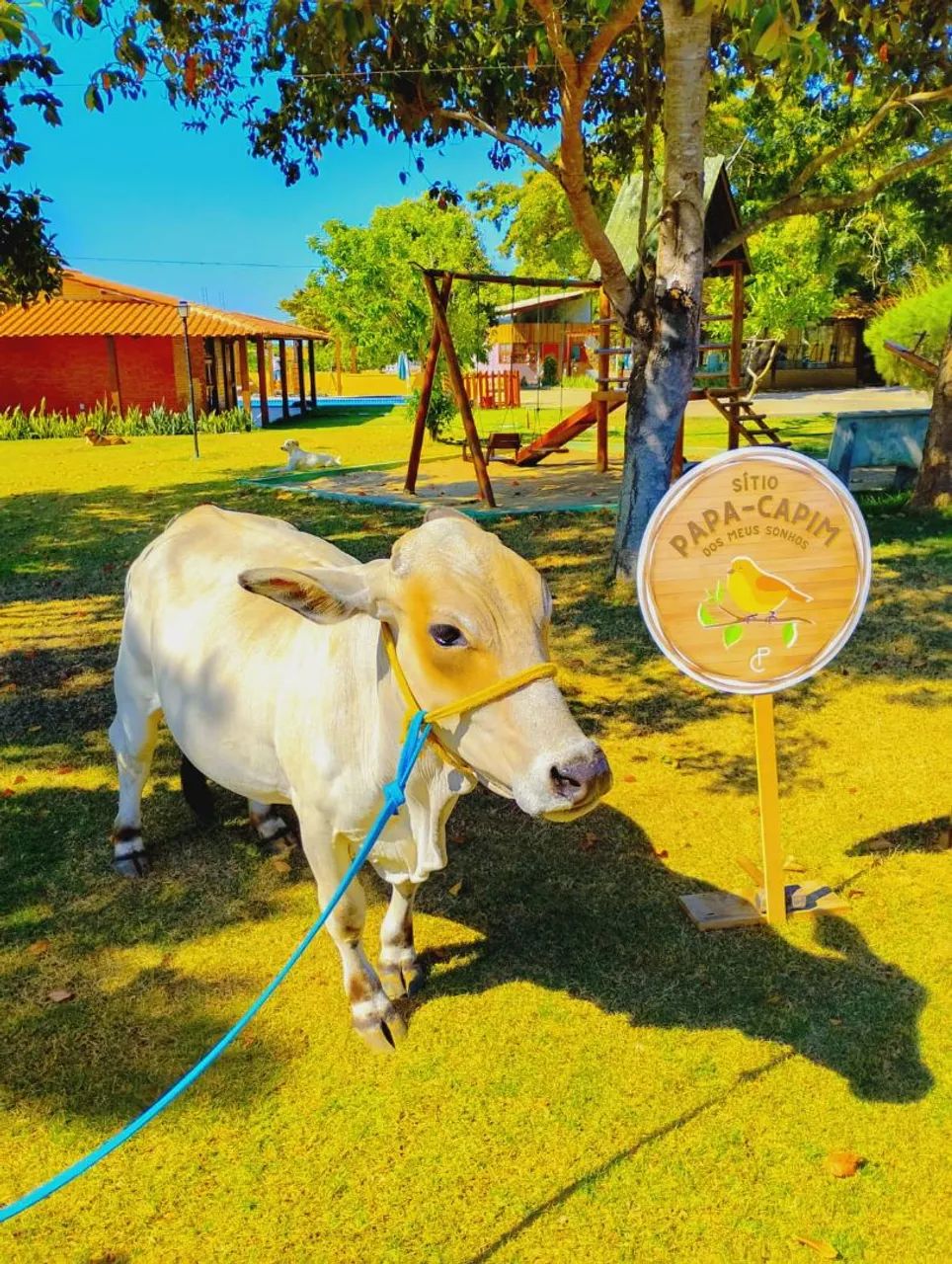 Vendo lote de mini gado