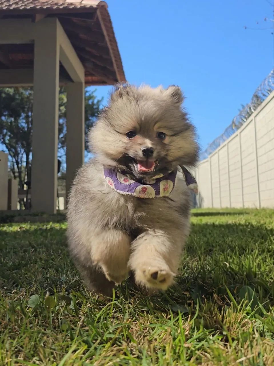 Lulus da pomerânia