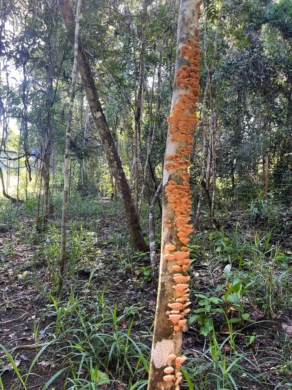 Vende-se Terreno em Itacaré - Foto 2