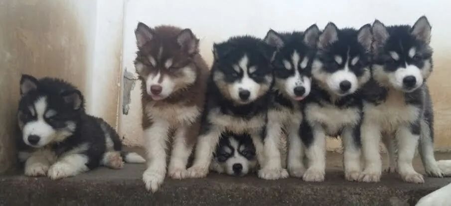 Husky macho filhote  - Foto 4