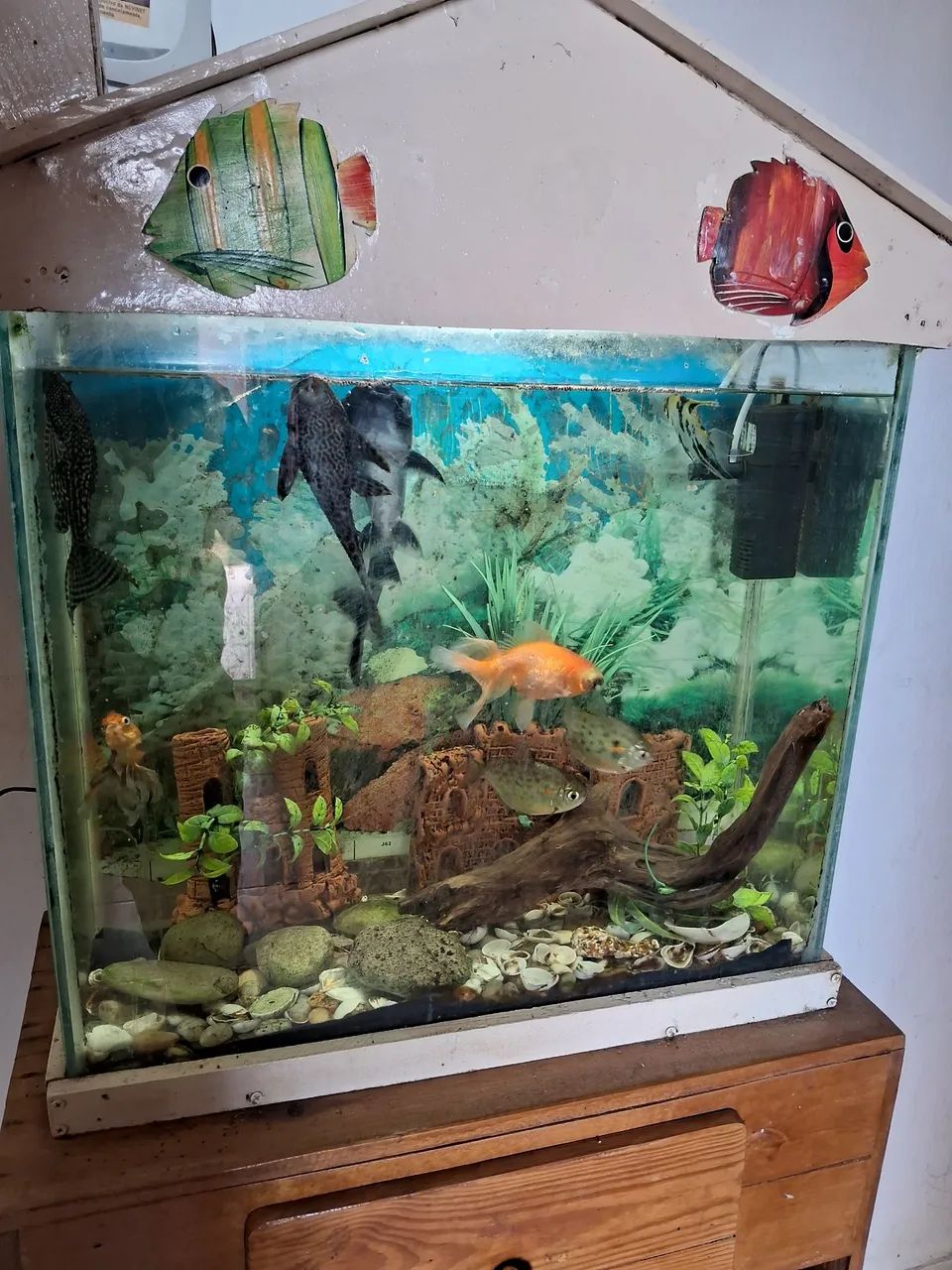 Aguario  - Foto 3