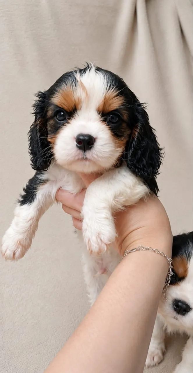 Filhotes de Cavalier King Charles Spaniel - Foto 3