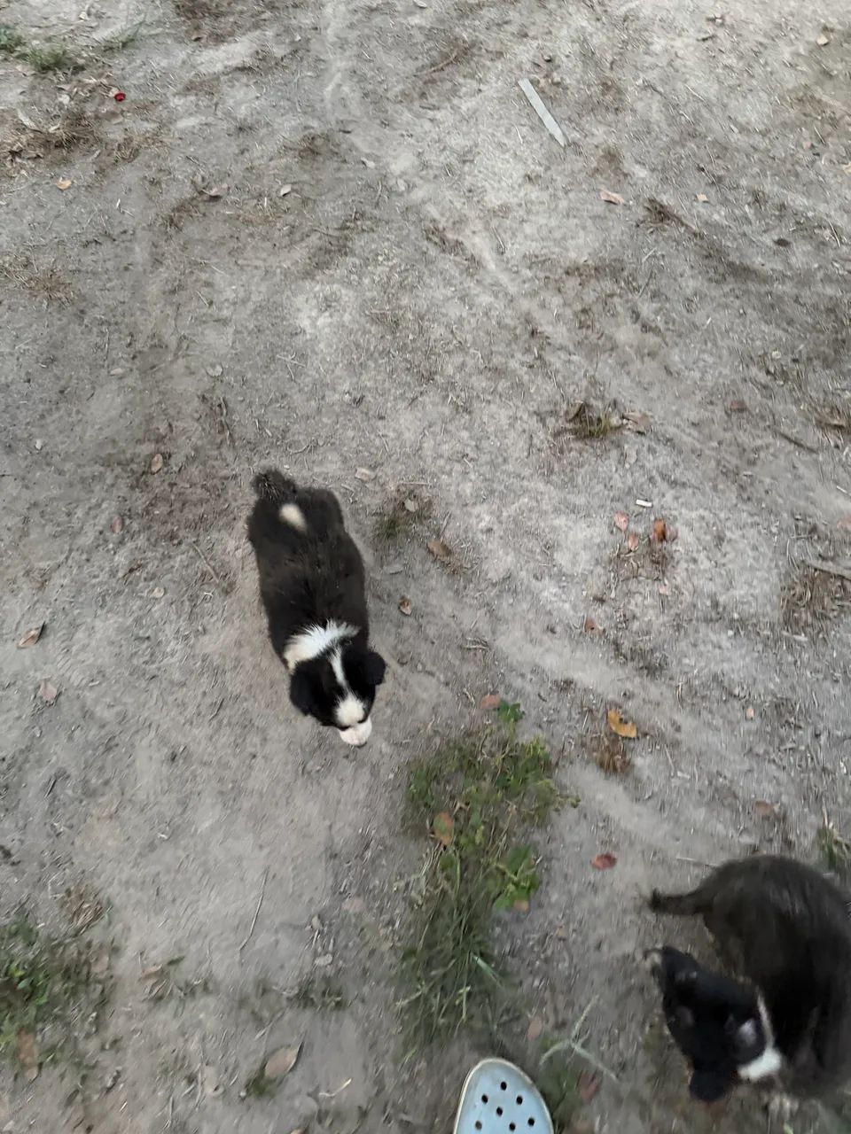 Cachorro Border Collie  - Foto 2