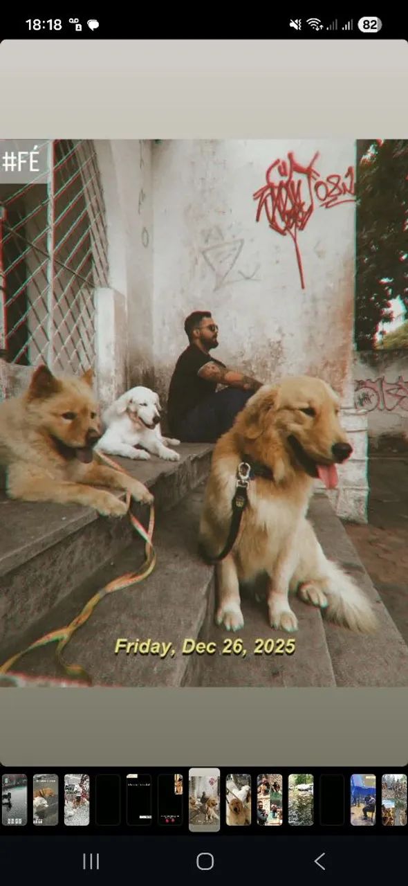 Adestramento canino e reabilitação comportamental  - Foto 3