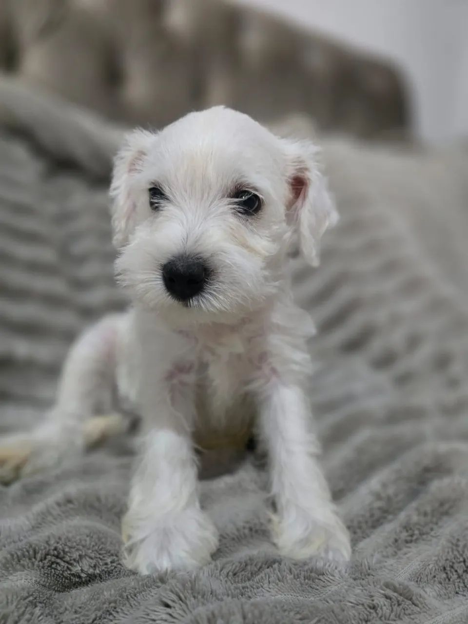Cachorros  - Foto 4