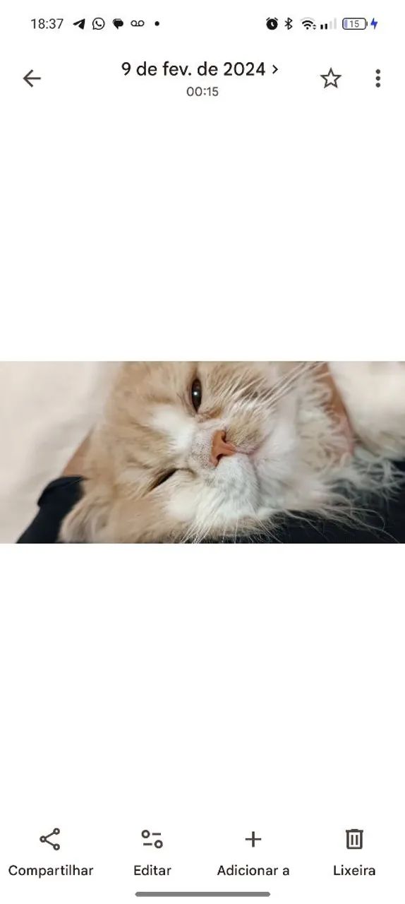 Gato persa - Foto 6