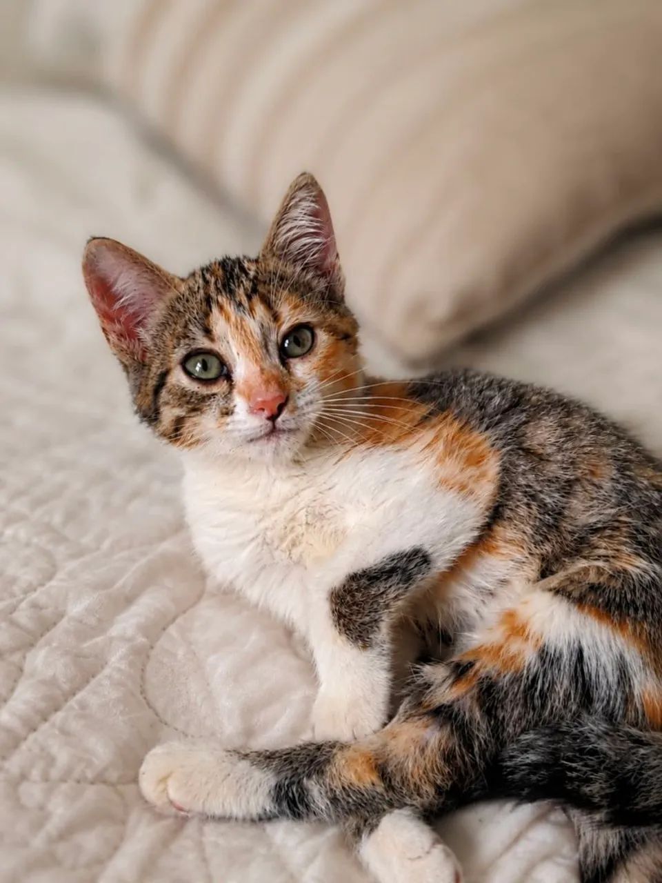 Linda gatinha tricolor muito dócil para adoção responsável. - Foto 2