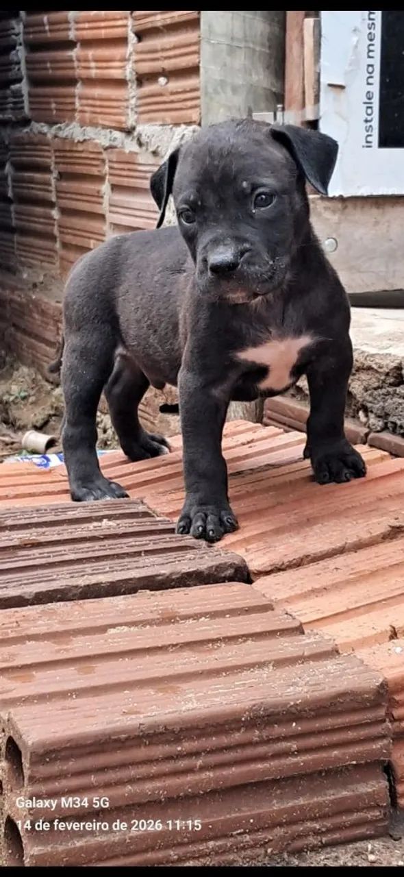 Filhotes de Monster - Foto 3