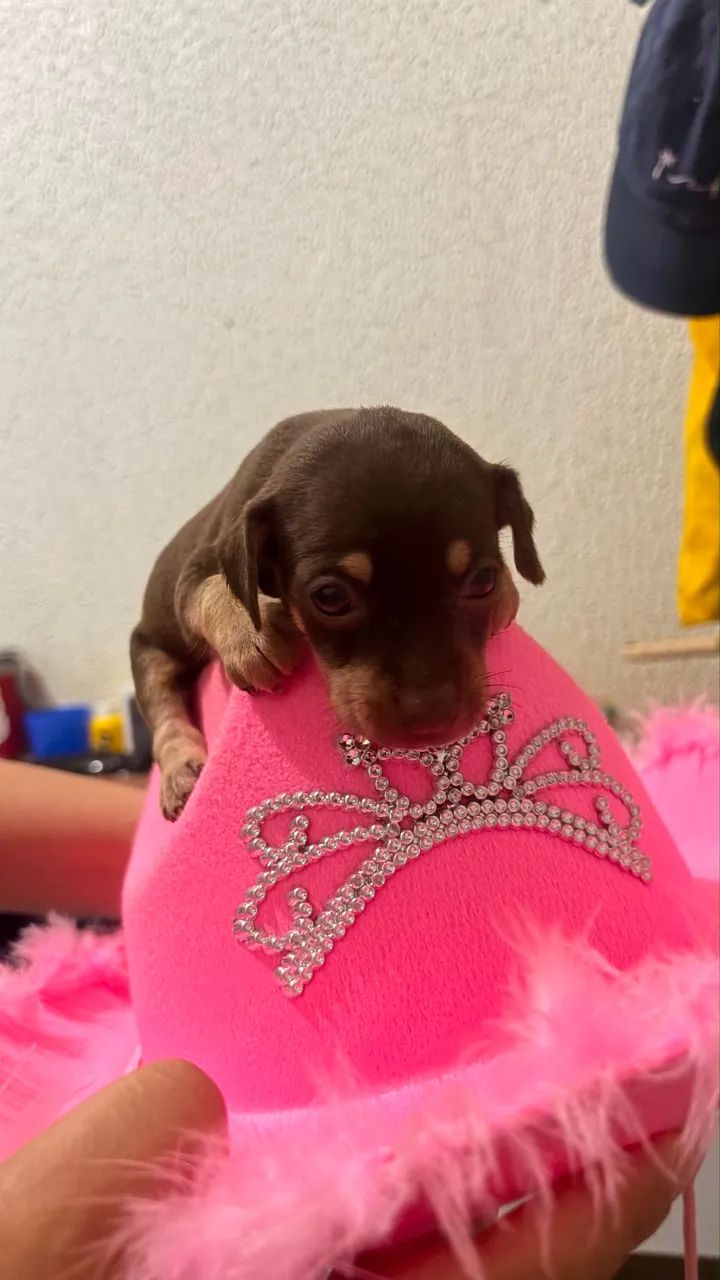 Pinscher Fêmea - Foto 2