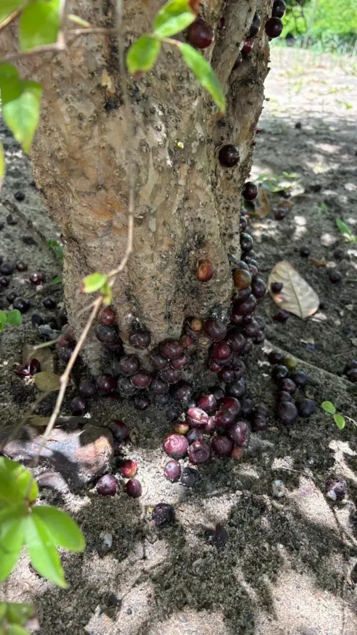 VENDO BELÍSSIMA GRANJA com 3 hectares em Santa Rita - PB - Foto 5