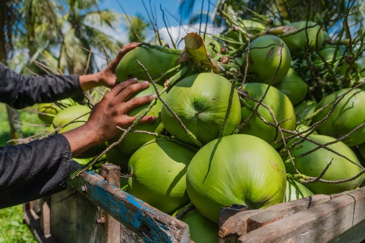 Coco verde - Atacado e Varejo  - Foto 2