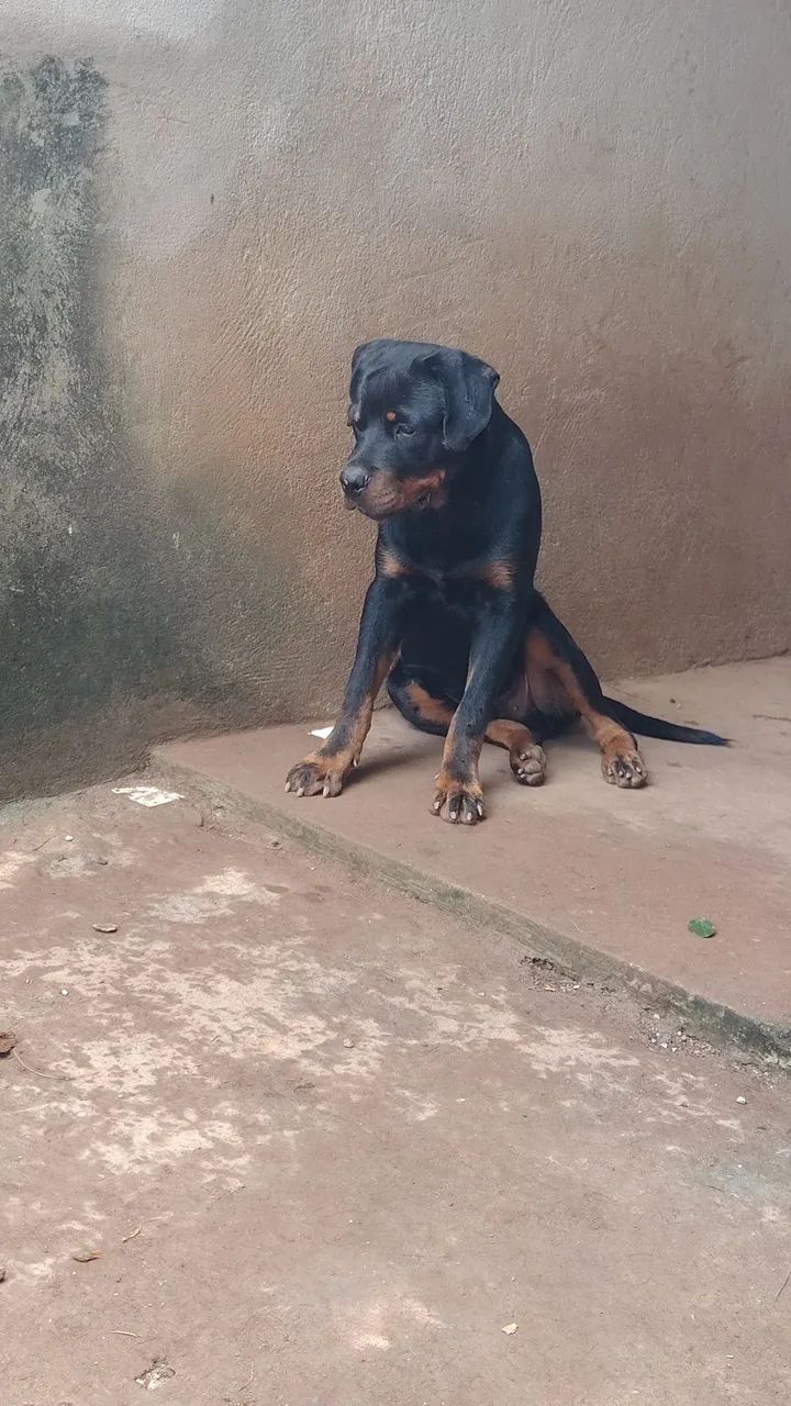 Rottweiler  - Foto 3