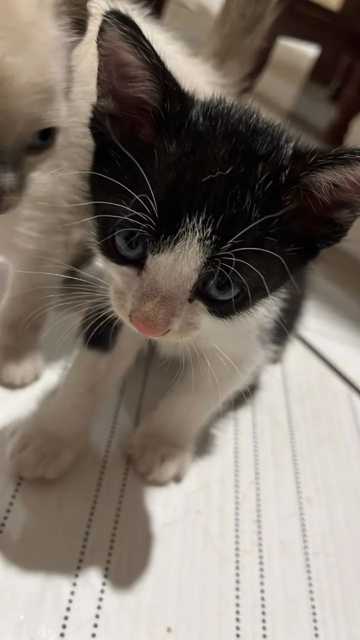 Filhotes de gato  - Foto 3
