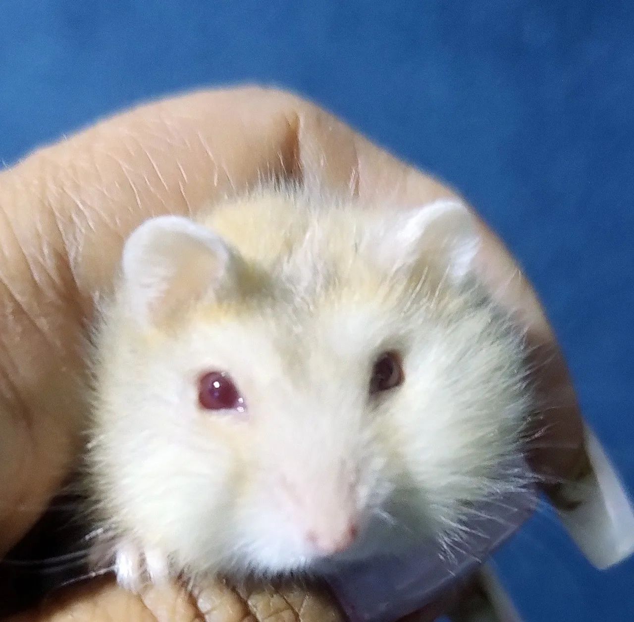 HAMSTER ANÃO RUSSO FILHOTES  - Foto 3