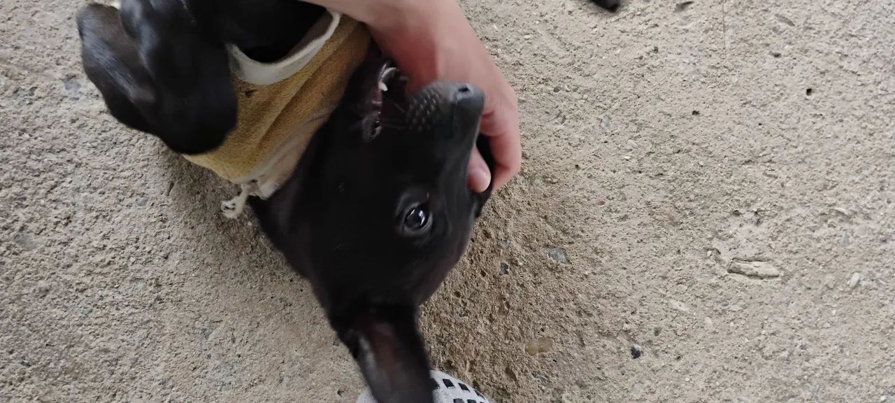 Cachorro  - Foto 2