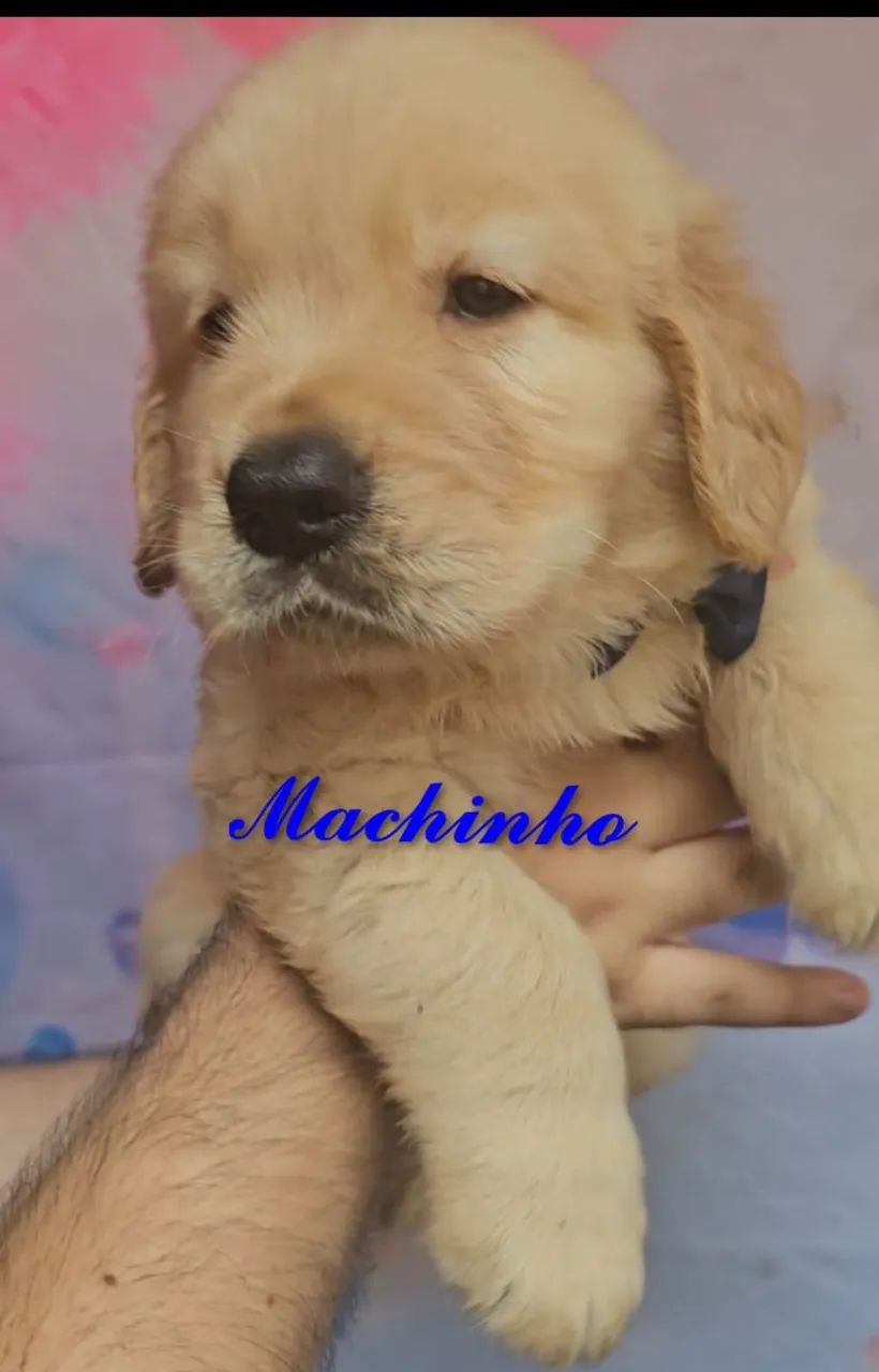 PRONTOS PARA ENTREGA Filhotes de Golden Retriever  - Foto 3