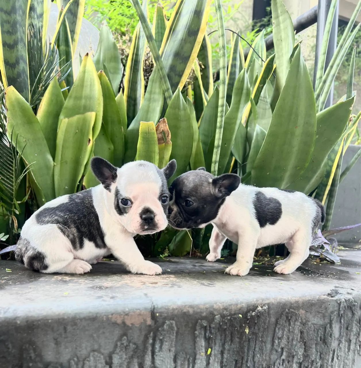 BULLDOG FRANCÊS  - Foto 2